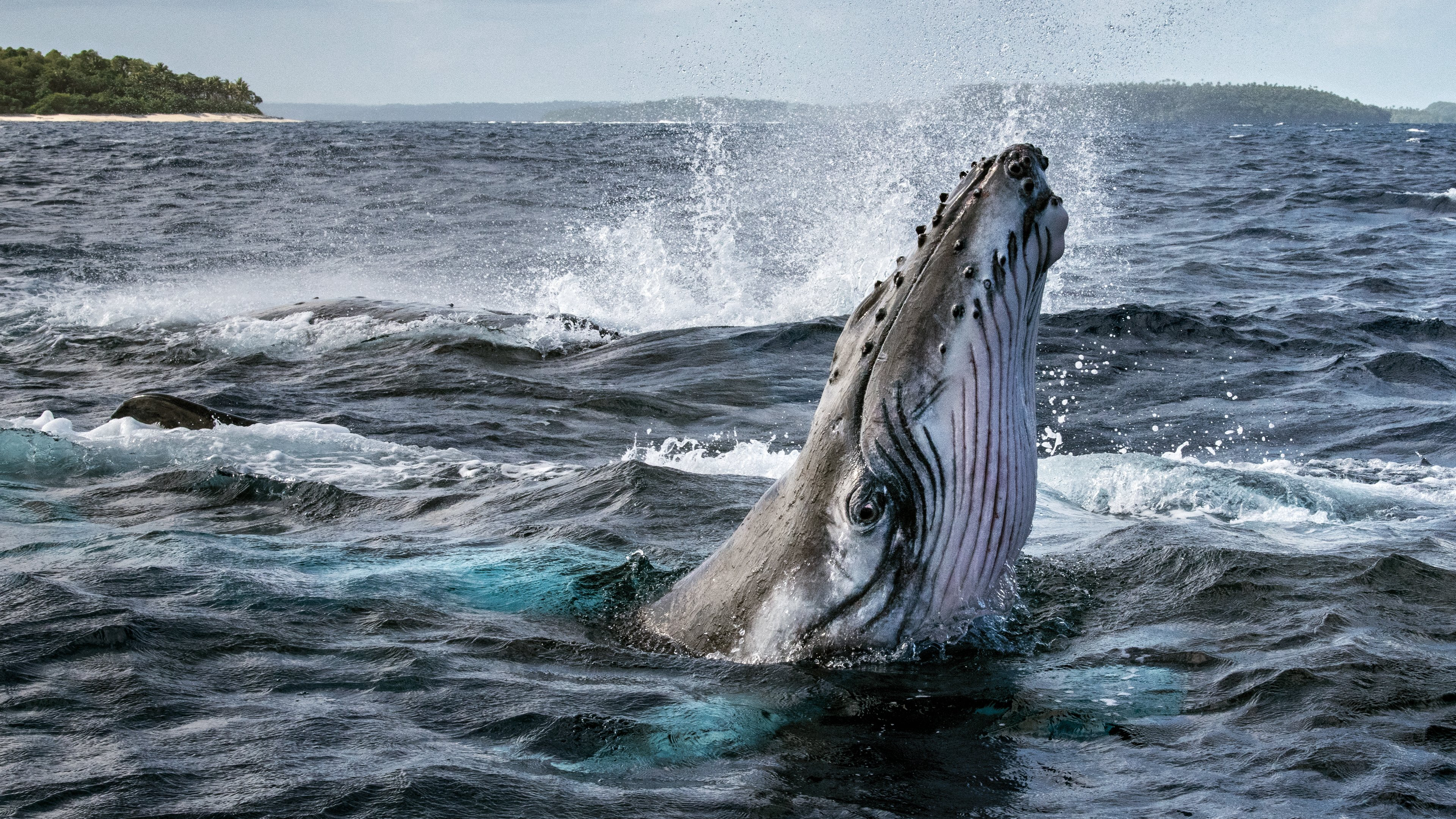 Bí Ẩn Của Loài Cá Voi - Secrets of the Whales